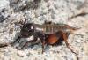 Gryllus campestris